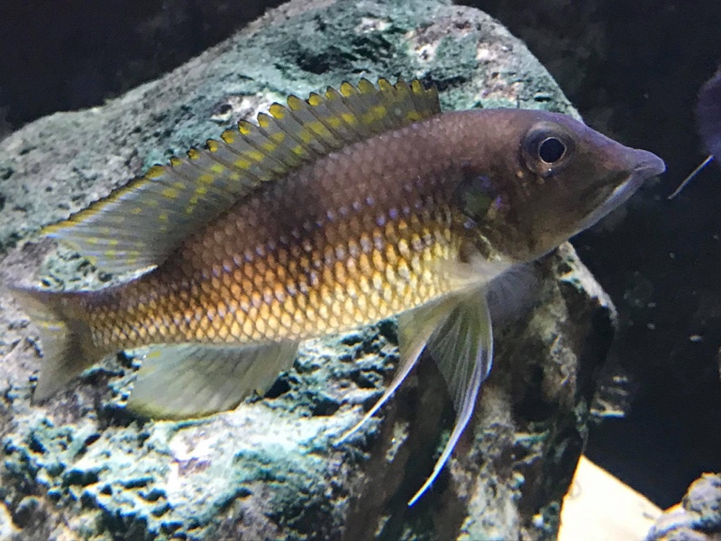 Gnathochromis permaxillaris 'Chituta Bay'
